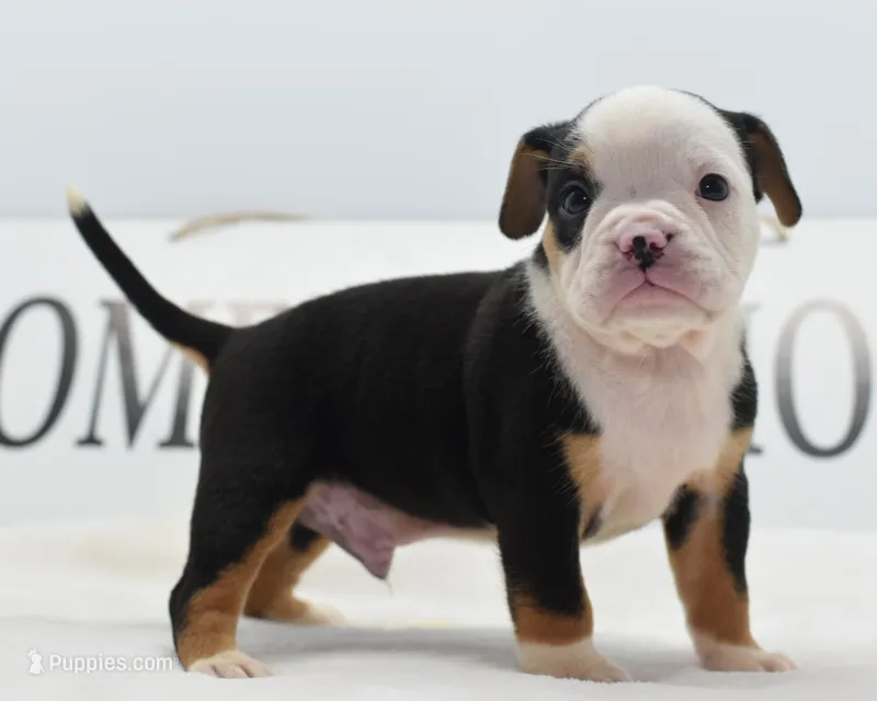 Diesel tri-color Bulldog hybrid  – English Bulldog, Olde English Bulldogge puppy for sale in Dayton, OH