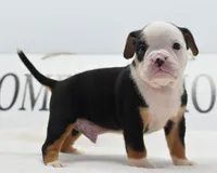 Diesel tri-color Bulldog hybrid , a male English Bulldog and Olde English Bulldogge for sale in Dayton, OH – 2 of 10