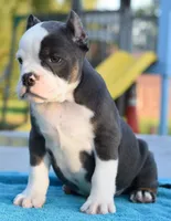 Hercules Bulldog hybrid , a male English Bulldog and French Bulldog for sale in Dayton, OH – 10 of 10