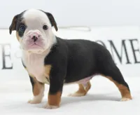 Diesel tri-color Bulldog hybrid , a male English Bulldog and Olde English Bulldogge for sale in Dayton, OH – 4 of 10