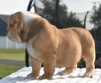 Tank mini hybrid bulldog , a male English Bulldog and French Bulldog for sale in Dayton, OH – 2 of 8