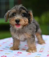 Sapphire blue eyes, a female Yorkipoo and Poodle - Toy  for sale in Dayton, OH – 6 of 10