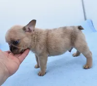 Brutus , a male Boston Terrier and French Bulldog for sale in Dayton, OH – 1 of 2