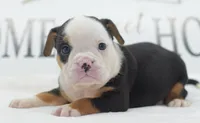 Diesel tri-color Bulldog hybrid , a male English Bulldog and Olde English Bulldogge for sale in Dayton, OH – 9 of 10