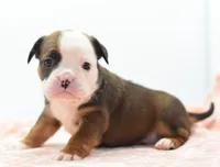 Rosie tricolor hybrid Bulldog , a female English Bulldog and Olde English Bulldogge for sale in Dayton, OH – 10 of 10