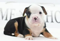 Diesel tri-color Bulldog hybrid , a male English Bulldog and Olde English Bulldogge for sale in Dayton, OH – 3 of 10