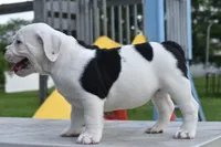 Fiona mini bulldog hybrid , a female English Bulldog and French Bulldog for sale in Dayton, OH – 4 of 8