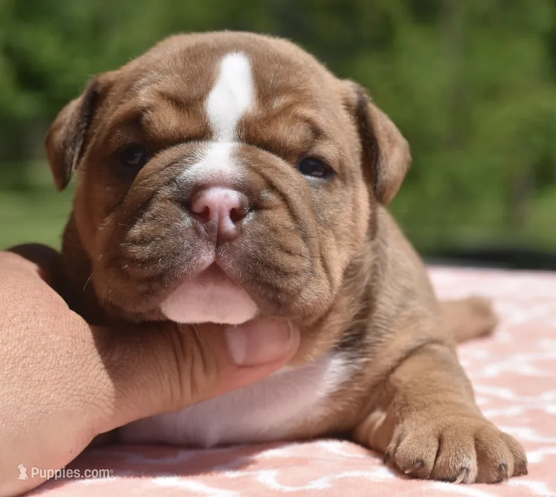 Legacy mini red bulldog hybrid  – English Bulldog, French Bulldog puppy for sale in Dayton, OH