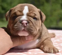 Legacy mini red bulldog hybrid , a female English Bulldog and French Bulldog for sale in Dayton, OH – 1 of 5