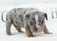 Lux blue eyes merle, a male English Bulldog and Olde English Bulldogge for sale in Dayton, OH – 4 of 10
