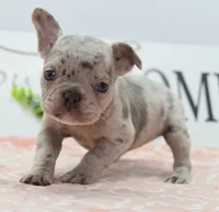 Bria merle , a female Boston Terrier and French Bulldog for sale in Dayton, OH – 8 of 8