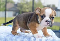 Bruno mini hybrid bulldog, a male English Bulldog and French Bulldog for sale in Dayton, OH – 8 of 8