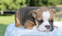 Bruno mini hybrid bulldog, a male English Bulldog and French Bulldog for sale in Dayton, OH – 3 of 8