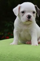 Milo, a male Boston Terrier and French Bulldog for sale in Dayton, OH – 2 of 10