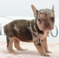 Pumpkin spice , a female Boston Terrier and French Bulldog for sale in Dayton, OH – 3 of 6