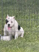 Fiona mini bulldog hybrid , a female English Bulldog and French Bulldog for sale in Dayton, OH – 5 of 6