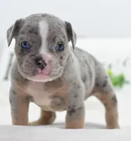 Lux blue eyes merle, a male English Bulldog and Olde English Bulldogge for sale in Dayton, OH – 3 of 10