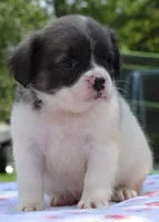 Zoey blue fluffy , a female Boston Terrier and French Bulldog for sale in Dayton, OH – 2 of 10