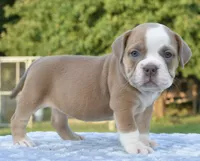 Luna bully hybrid , a female English Bulldog and Olde English Bulldogge for sale in Dayton, OH – 8 of 10
