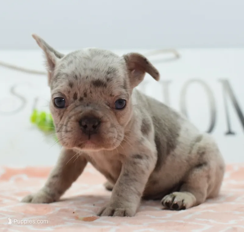 Bria merle  – Boston Terrier, French Bulldog puppy for sale in Dayton, OH