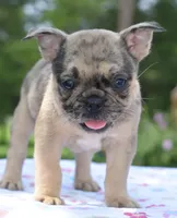Tanka, a female Boston Terrier and French Bulldog for sale in Dayton, OH – 7 of 10