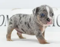 Lux blue eyes merle, a male English Bulldog and Olde English Bulldogge for sale in Dayton, OH – 2 of 10
