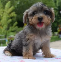 Sapphire blue eyes, a female Yorkipoo and Poodle - Toy  for sale in Dayton, OH – 2 of 10