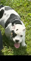 Fiona mini bulldog hybrid , a female English Bulldog and French Bulldog for sale in Dayton, OH – 4 of 6