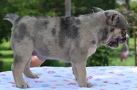 Tanka, a female Boston Terrier and French Bulldog for sale in Dayton, OH – 5 of 10