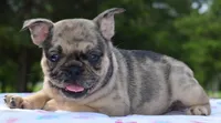 Tanka, a female Boston Terrier and French Bulldog for sale in Dayton, OH – 10 of 10