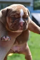 Legacy mini red bulldog hybrid , a female English Bulldog and French Bulldog for sale in Dayton, OH – 5 of 5