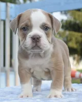 Luna bully hybrid , a female English Bulldog and Olde English Bulldogge for sale in Dayton, OH – 1 of 10