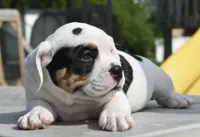 Fiona mini bulldog hybrid , a female English Bulldog and French Bulldog for sale in Dayton, OH – 2 of 8