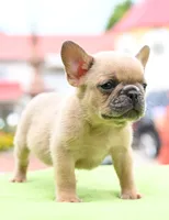 Peanut micro size, a male Boston Terrier and French Bulldog for sale in Dayton, OH – 7 of 10