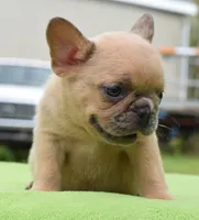 Peanut micro size, a male Boston Terrier and French Bulldog for sale in Dayton, OH – 5 of 10