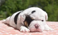 Fiona mini bulldog hybrid , a female English Bulldog and French Bulldog for sale in Dayton, OH – 3 of 7