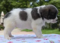 Zoey blue fluffy , a female Boston Terrier and French Bulldog for sale in Dayton, OH – 9 of 10