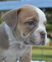 Luna bully hybrid , a female English Bulldog and Olde English Bulldogge for sale in Dayton, OH – 3 of 10