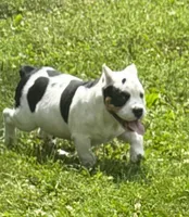 Fiona mini bulldog hybrid , a female English Bulldog and French Bulldog for sale in Dayton, OH – 3 of 6