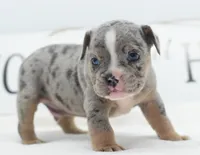 Lux blue eyes merle, a male English Bulldog and Olde English Bulldogge for sale in Dayton, OH – 7 of 10