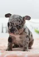 Ruby merle, a female Boston Terrier and French Bulldog for sale in Dayton, OH – 5 of 10