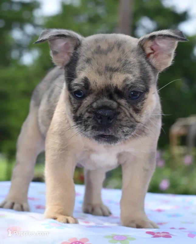 Tanka – Boston Terrier, French Bulldog puppy for sale in Dayton, OH