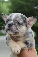 Cindy, a female Boston Terrier and French Bulldog for sale in Dayton, OH – 3 of 10