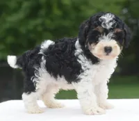 Bentley , a male Poodle - Toy  for sale in Dayton, OH – 7 of 10