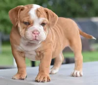 Hercules Bulldog hybrid , a male English Bulldog and Olde English Bulldogge for sale in Dayton, OH – 6 of 10