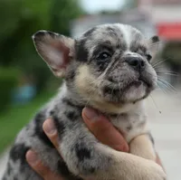 Cindy, a female Boston Terrier and French Bulldog for sale in Dayton, OH – 6 of 10