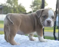 Luna bully hybrid , a female English Bulldog and Olde English Bulldogge for sale in Dayton, OH – 5 of 10