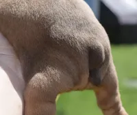 Legacy mini red bulldog hybrid , a female English Bulldog and French Bulldog for sale in Dayton, OH – 3 of 5