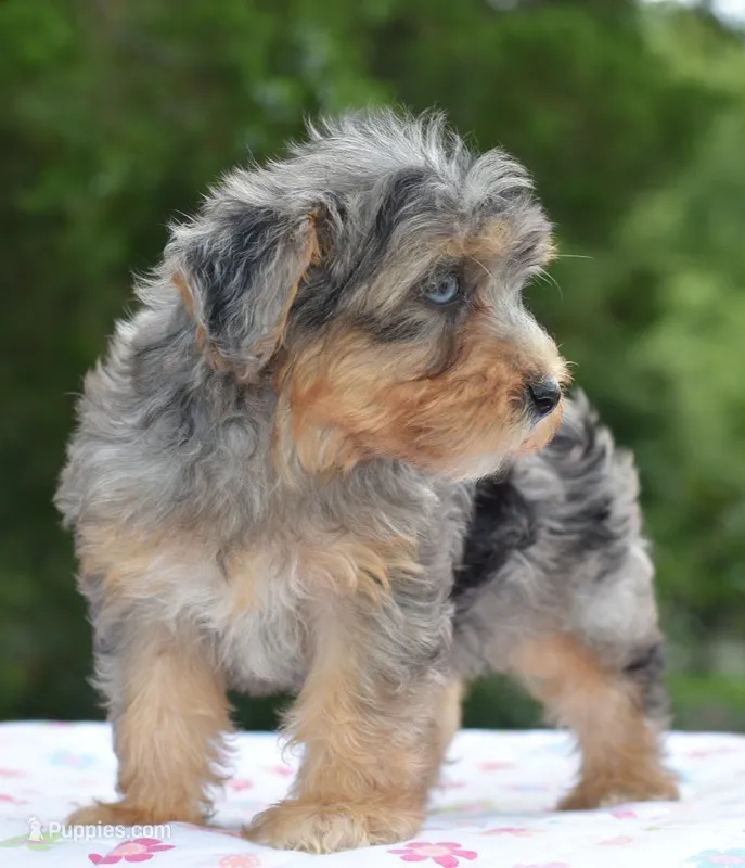 Sapphire blue eyes – Yorkipoo, Poodle - Toy  puppy for sale in Dayton, OH