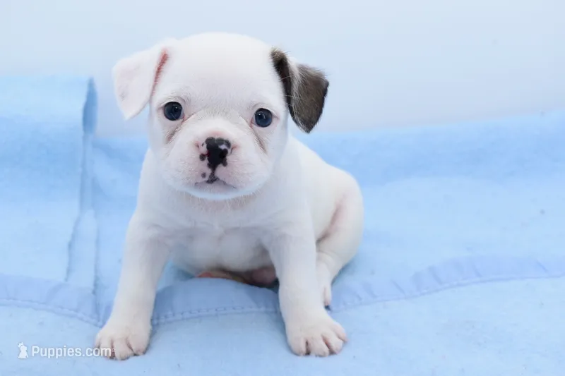 Milo – Boston Terrier, French Bulldog puppy for sale in Dayton, OH